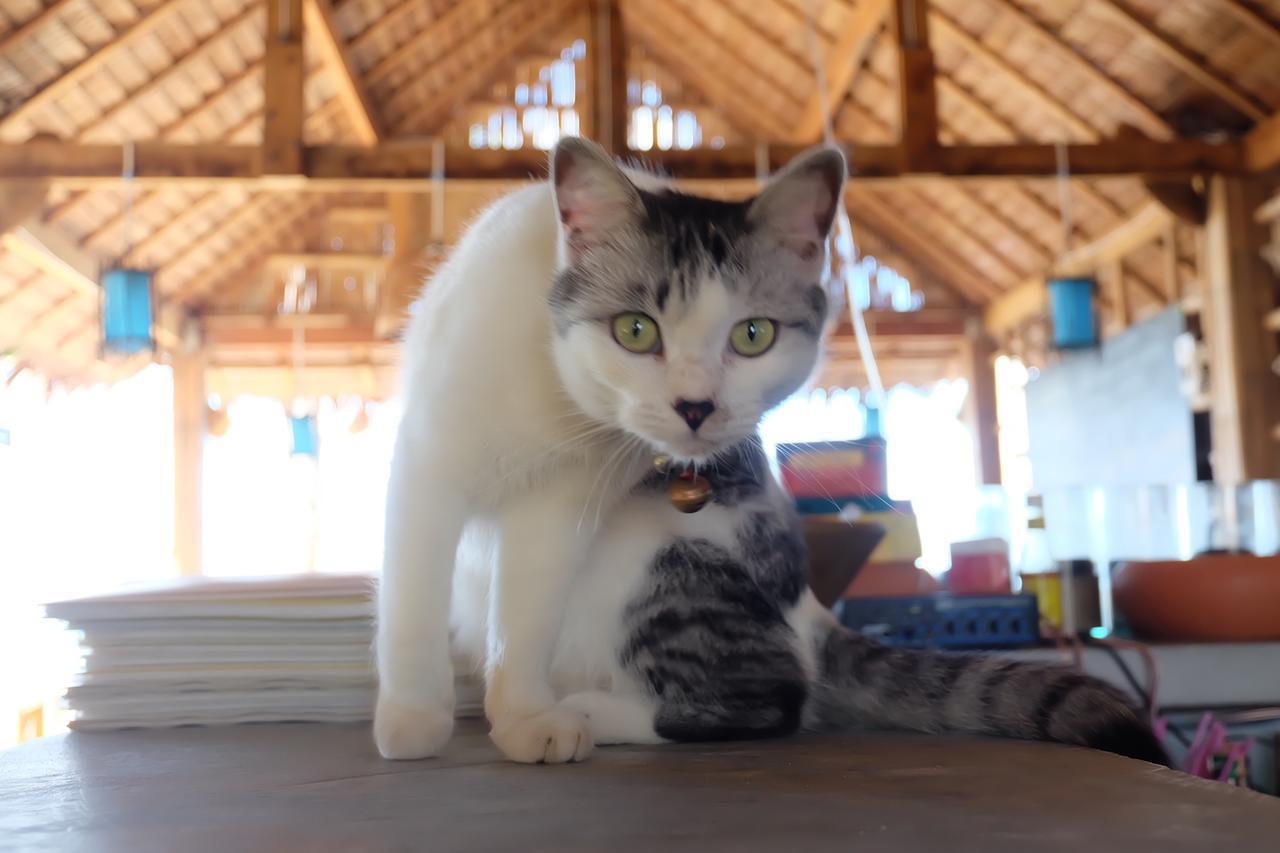 Monkey Bungalow Koh Lanta Ngoại thất bức ảnh
